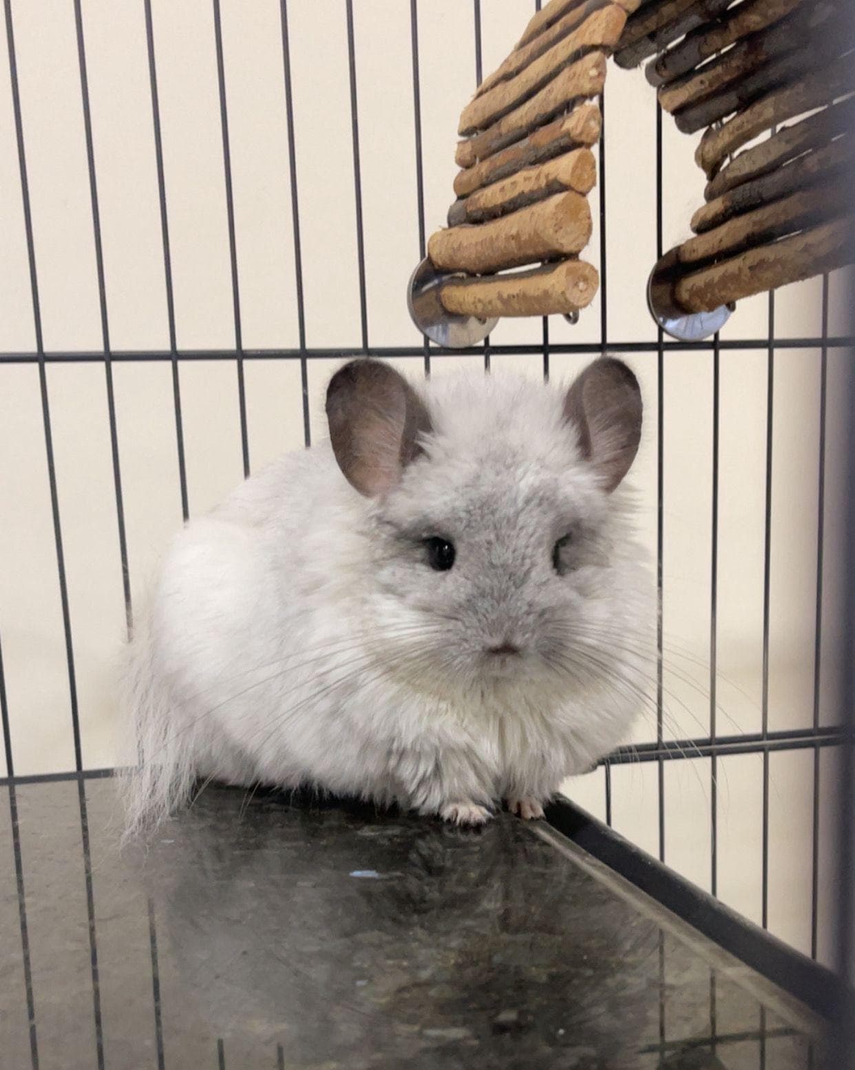 Royal Chins companion